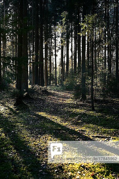 Schattenwurf der Bäume bei Abendsonne im Schwarzwald  Unterhaugstett  Deutschland  Europa