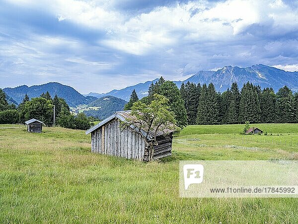 Tree in front of a wooden hut in a meadow near Oberstdorf  Oberallgäu  Allgäu  Bavaria  Germany  Europe