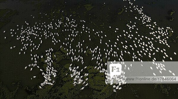 Rosapelikan (Pelecanus onocrotalus) großer Schwarm beim Fischen Drohnenaufnahme Vogelperspektive Luftaufnahme Biosphärenreservat Donaudelta Rumänien Europa