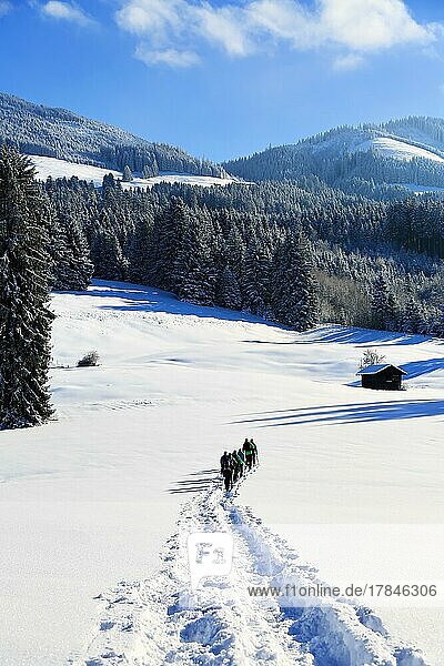 Schneeschuhwanderung auf dem Beilenberg bei herrlicher Winterlandschaft. Sonthofen  Oberallgäu  Schwaben  Bayern  Deutschland  Europa