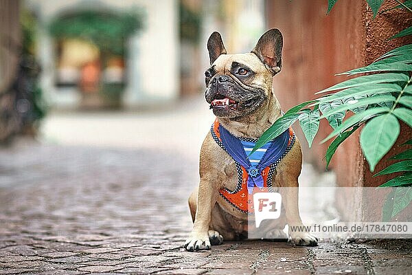 Fawn French Bulldog wearing a sailor dog harness with collar sitting in city street with blurry background