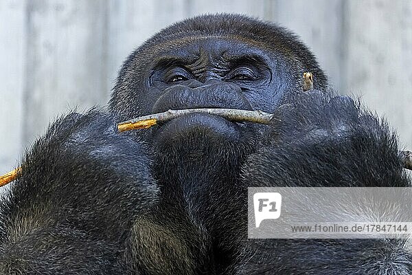 Westlicher Flachlandgorilla (Gorilla gorilla) Silberrücken  Tierporträt  captive
