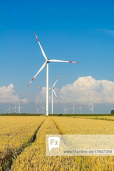 Wind turbines in the Reussenköge marshes  agriculture  grain cultivation  blue sky  North Friesland  Schleswig-Holstein  Germany  Europe
