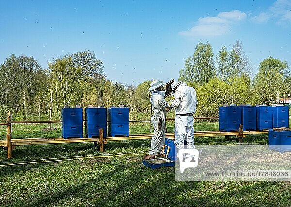 Imker mit Schutzanzug begutachten Waben der Honigbienen  Berlin-Pankow  Berlin  Deutschland  Europa