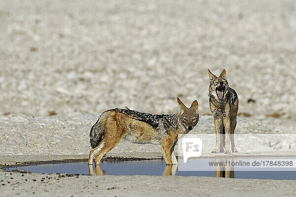 Black-backed jackals (Canis mesomelas)  two adults at waterhole  one in water  alert  the other yawning  Etosha National Park  Namibia  Africa