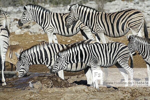 Burchell-Zebra (Equus quagga burchellii)  Herde am Wasserloch  zwei Zebras beim Trinken  Etosha-Nationalpark  Namibia  Afrika