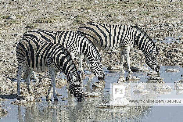 Burchell-Zebra (Equus quagga burchellii)  drei erwachsene Tiere beim Trinken am Wasserloch  Etosha-Nationalpark  Namibia  Afrika