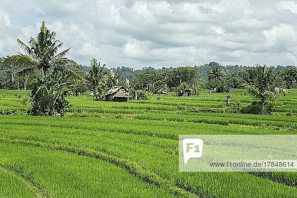 Angebaute Reisfelder bei Sedimen  Bali  Indonesien  Asien