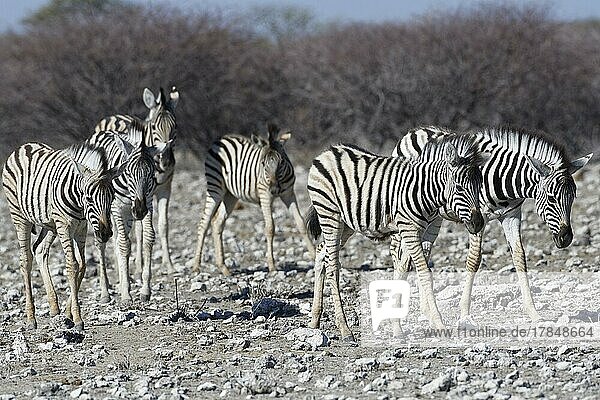 Burchell-Zebra (Equus quagga burchellii)  Herde  Zebrafohlen laufen auf trockenem Boden  Etosha-Nationalpark  Namibia  Afrika