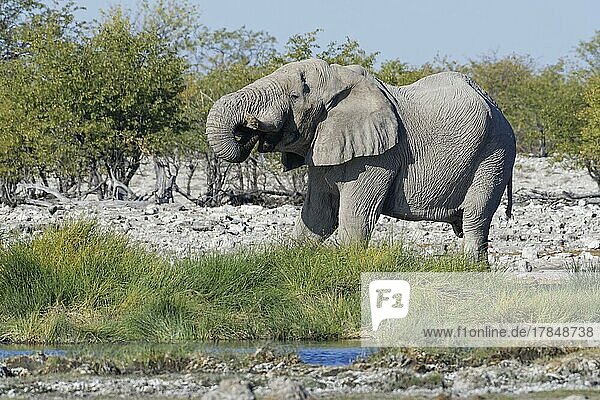 Afrikanischer Elefant (Loxodonta africana) erwachsenes Männchen trinkend am Wasserloch Etosha National Park Namibia Afrika