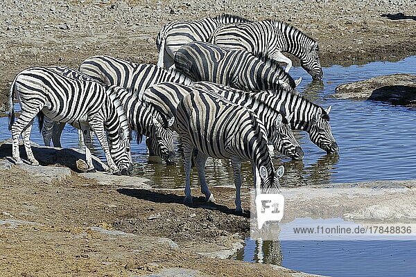Burchell-Zebra (Equus quagga burchellii)  Herde im Wasser  Trinken am Wasserloch  Etosha-Nationalpark  Namibia  Afrika