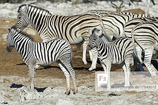 Burchell-Zebra (Equus quagga burchellii)  Herde mit zwei Zebrafohlen am Wasserloch  Etosha-Nationalpark  Namibia  Afrika