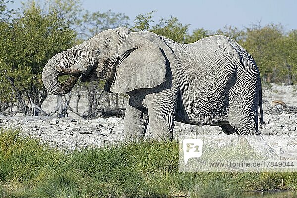 Afrikanischer Elefant (Loxodonta africana),  erwachsenes Männchen,  trinkend am Wasserloch,  Etosha National Park,  Namibia,  Afrika