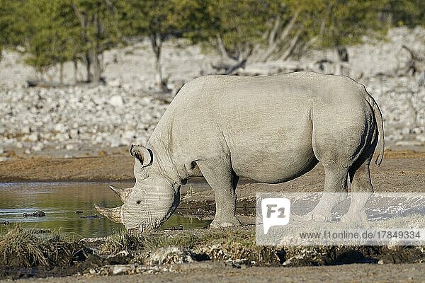 Black rhinoceros (Diceros bicornis)  adult male  drinking at waterhole  Etosha National Park  Namibia  Africa