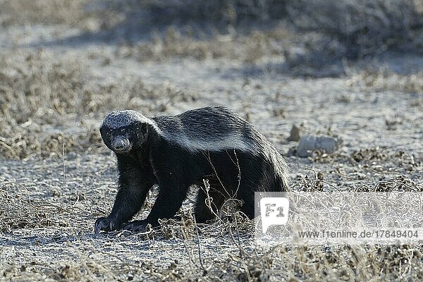 Honey badger (Mellivora capensis)  adult male  in search of prey  Etosha National Park  Namibia  Africa