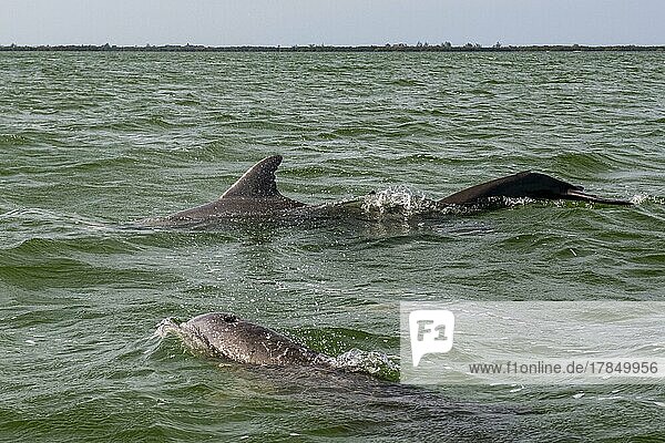 Bottlenose dolphins (Tursiops truncatus)  Holbox island  Yucatan Mexico