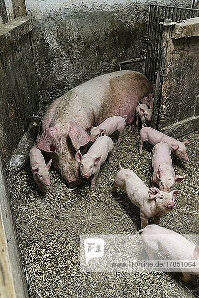 Artgerechte Haltung  Schwein mit Ferkeln  Bauernhof  Zöblen  Tannheimer Tal  Tirol  Österreich  Europa