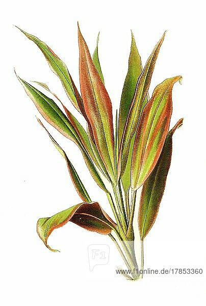 Cordyline terminalis  cabbage palm  good luck plant  palm lily  Palmlilie  Blüte  Pflanze  Historisch  digital restaurierte Reproduktion einer Vorlage aus dem 19. Jahrhundert