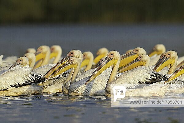 Great white pelican (Pelecanus onocrotalus)  group swimming  Danube Delta Biosphere Reserve  Romania  Europe