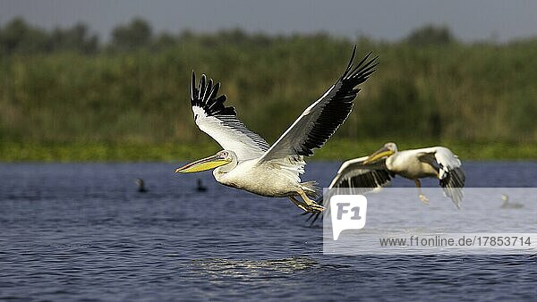Great white pelican (Pelecanus onocrotalus) in flight  Danube Delta Biosphere Reserve  Romania  Europe