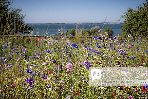 Verlühende Wildblumenwiese oberhalb der Ostsee in Langballigau (Kreis Schleswig-Flensburg)