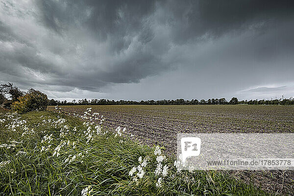 Bedrohliche Regenwolken ziehen über Ackerland in Schleswig-Holstein nahe der dänischen Grenze. Der kräftige Wind fährt durch blühende Gierschstängel am Feldrand