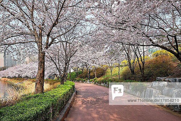 Blühende Sakura-Kirschblütenallee im Park im Frühling  Seokchon Lake Park  Seoul  Südkorea  Asien