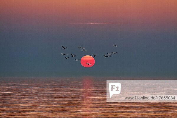 Vogelschwarm fliegt vor untergehender Sonne  Sonnenuntergang am Meer  glatte Wasseroberfläche  Stille  stilisiert  Wenningstedt  Sylt  Nordsee  Deutschland  Europa