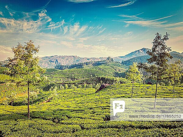 Vintage Retro-Effekt gefiltert Hipster-Stil Bild der grünen Teeplantagen am Morgen  Munnar  Kerala Staat  Indien  Asien