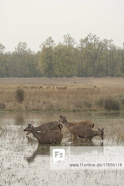 Sambar deer (Rusa unicolor) four adult females standing in a forest water hole  Bandhavgarh  Madhya Pradesh  India  Asia