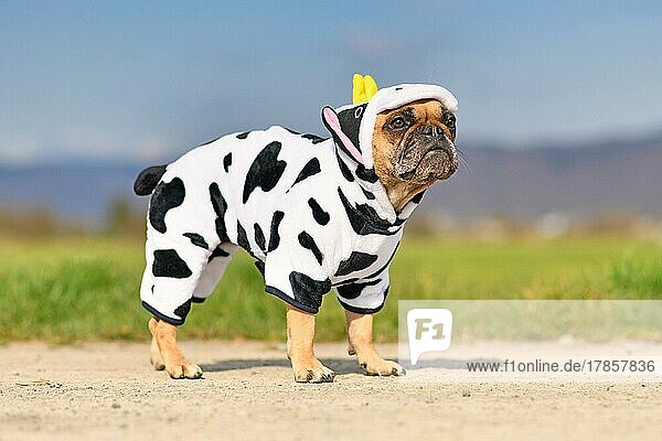 Lustige Französische Bulldogge  die ein lustiges Halloween Kuh Kostüm trägt