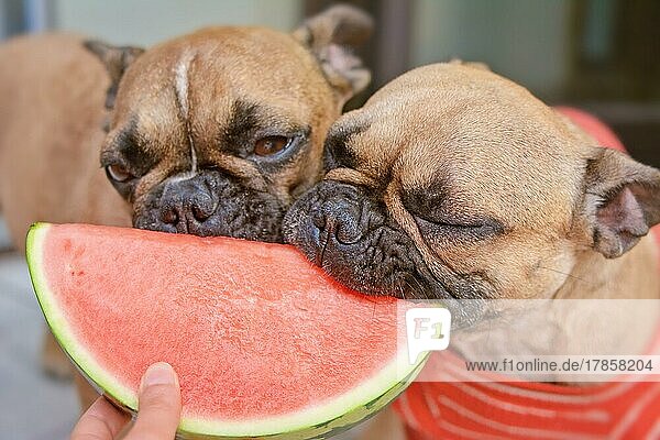 Französische Bulldogge  die mit frischen  rohen Wassermelonenscheiben gefüttert wird