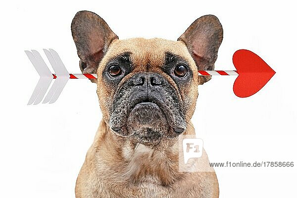 Französische Bulldogge Hund von Amor Valentine Liebe Pfeil vor weißem Hintergrund getroffen