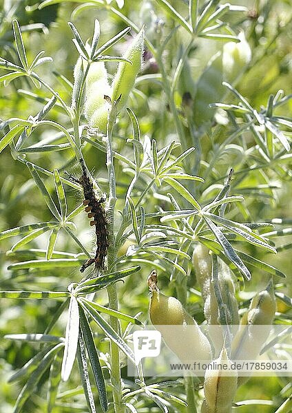 Schlehen-Bürstenspinner (Orgyia antiqua)  Schlehenspinner  Raupe auf Lupine (Lupinus)  Nordrhein-Westfalen  Deutschland  Europa