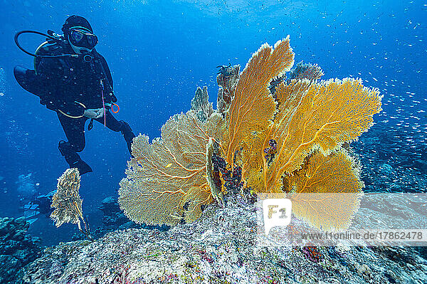 Diver exploring coral in the tropical waters of the Andaman Sea