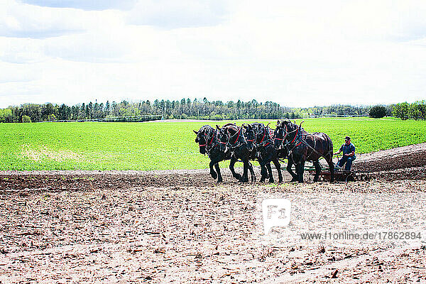 Man plowing a field with a team of four black Percheron horses.