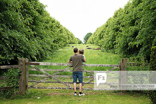 father and daughter looking over a gate at cows in the countryside