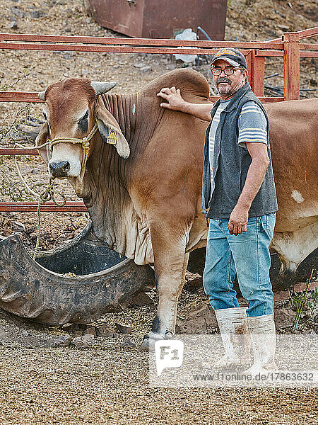 Farmer man posing with a bull flipping on camera rural life
