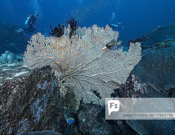 Gorgonian sea fan coral in the tropical waters of the Andaman Sea