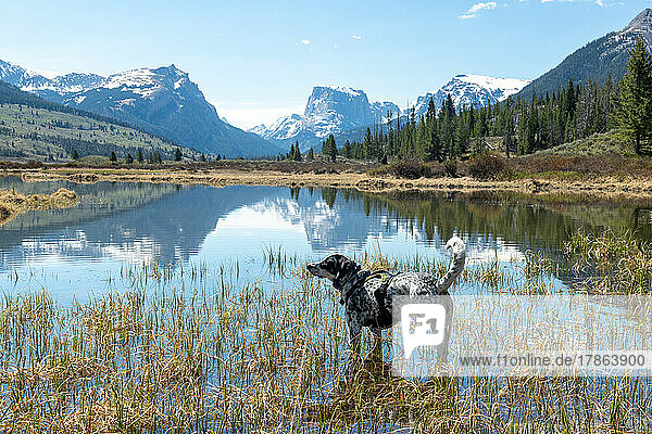 My dog in a mountain lake in the Wind River Range.