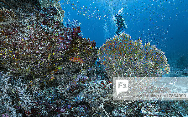 Gorgonian sea fan coral in the tropical waters of the Andaman Sea