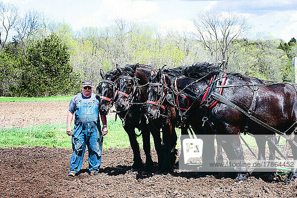 Man plowing a field with a team of four black Percheron horses.