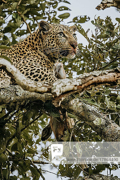 Leopard in tree with an impala kill and bloody mouth  South Africa