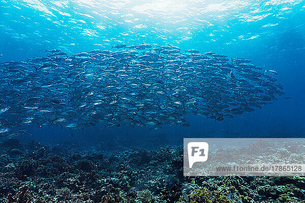a shoal of Travelly fish at Tubbataha Reef in the Philippines