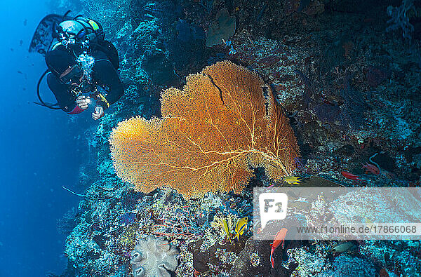 Diver exploring coral at Tubbataha Reef