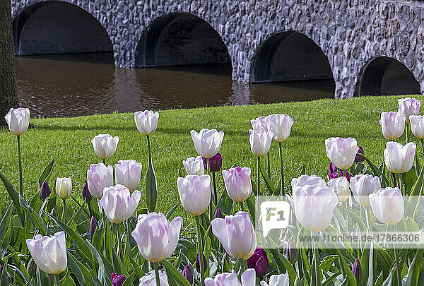 Tulpenblüte im Keukenhof in Lisse  Holland  Europa.