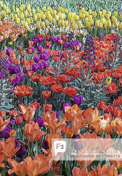 Tulpenblüte im Keukenhof in Lisse  Holland  Europa.