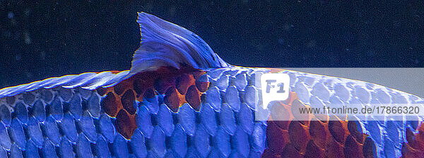 Kois im Aquarium  Schwarzwald  Baden-Württemberg  Deutschland.