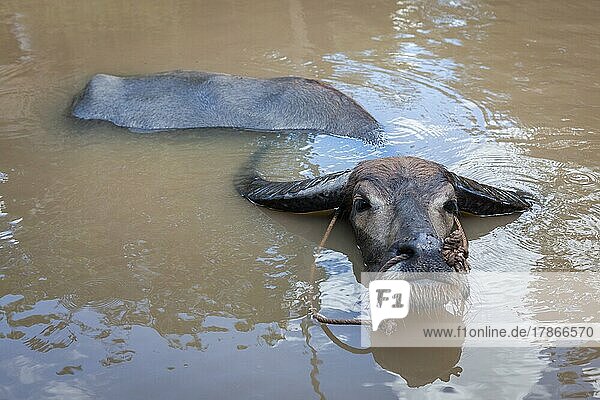 Wasserbüffel. Vietnam