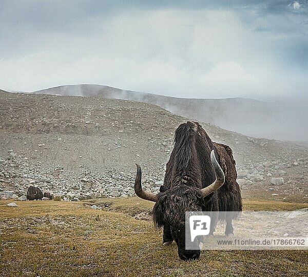 Yak auf der Weide im Himalaya. Ladakh  Indien  Asien
